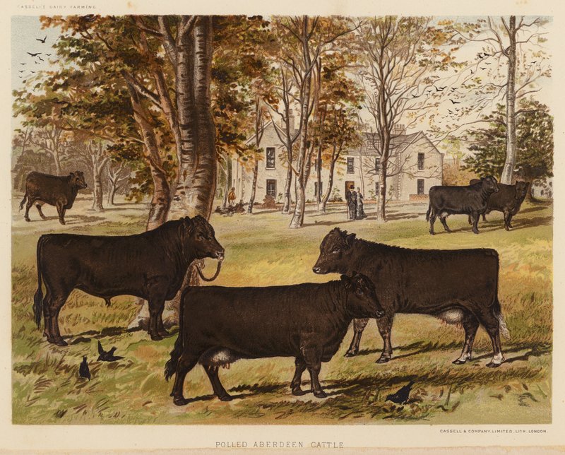 Bydło rasy Polled Aberdeen (litografia kolorowa) autorstwa English School