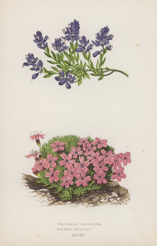 Polygala Calcarea; Silene Acaulis (kolorowa litografia) autorstwa English School