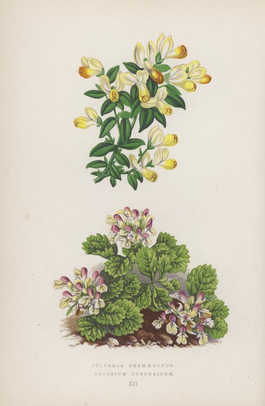 Polygala Chamaebuxus; Teucrium Pyrenaicum (kolorowa litografia) autorstwa English School