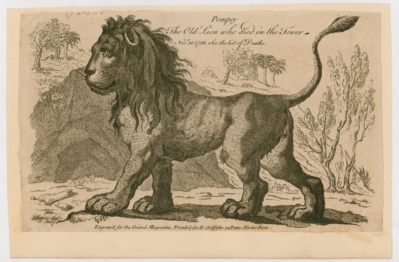 Pompejusz, najpopularniejszy lew w Tower of London. 1758 autorstwa English School