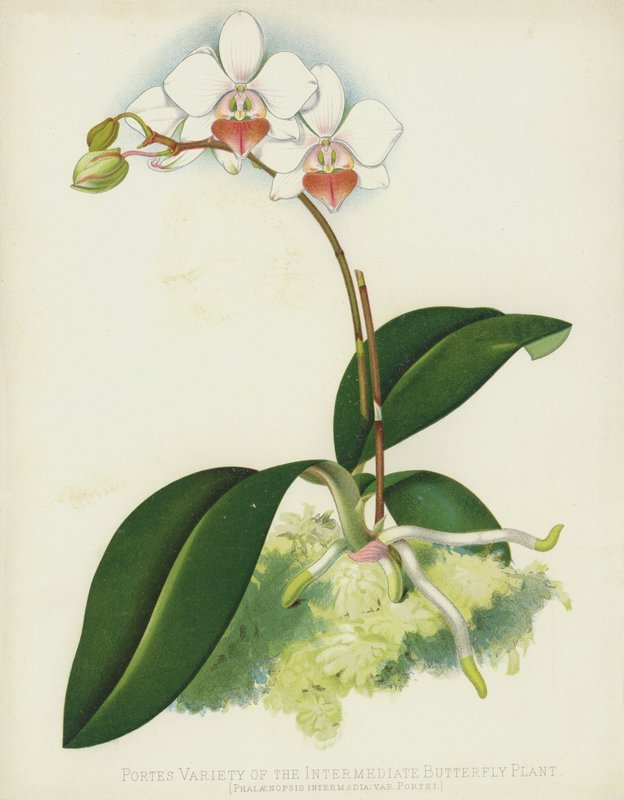 Portes Odmiana pośredniej rośliny motylkowej, Phalaenopsis Intermedia, var Portei autorstwa English School