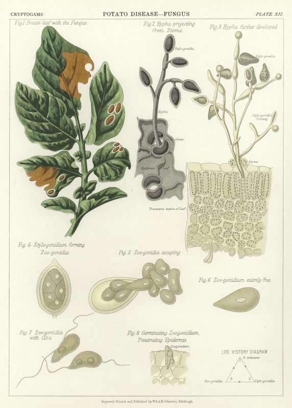 Choroba ziemniaka, grzyb autorstwa English School