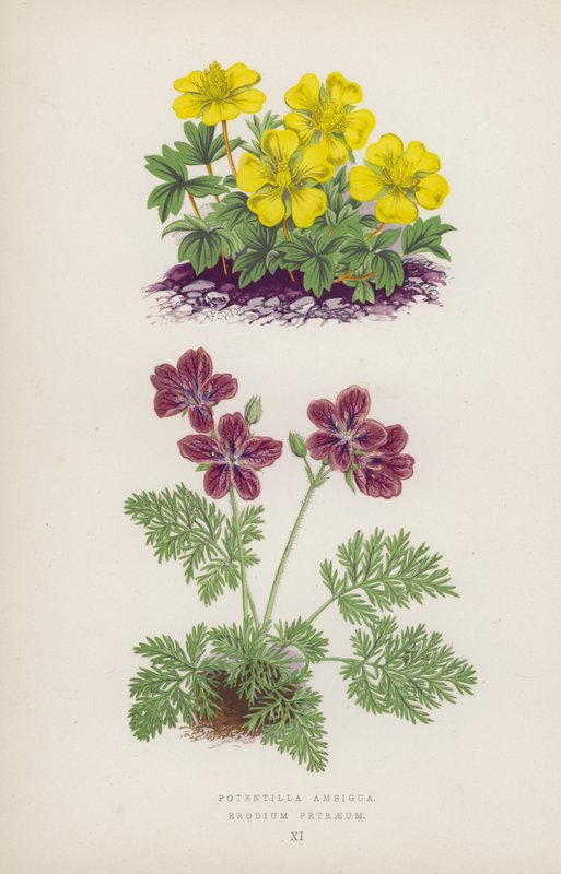 Potencjalnie niejednoznaczne; Erodium Petraeus (kolor lito) autorstwa English School