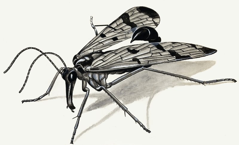 Drapieżniki przeszłości (Scorpion Fly) autorstwa English School