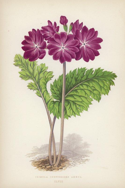 Primula Cortusoides Amoena (kolor lito) autorstwa English School
