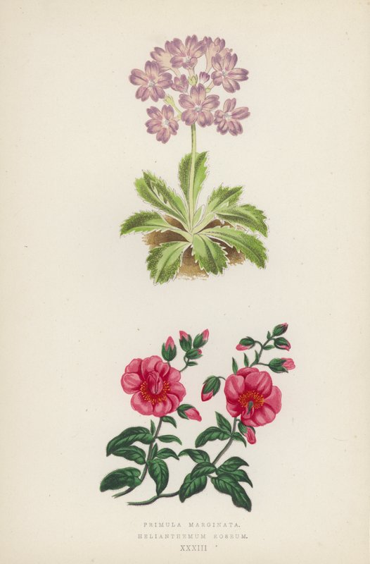 pierwiosnek marginata; Helianthemum Roseum (kolor lito) autorstwa English School