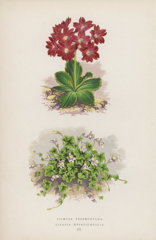 Primula Pedemontana; Linaria Hepaticaefolia (kolor lito) autorstwa English School