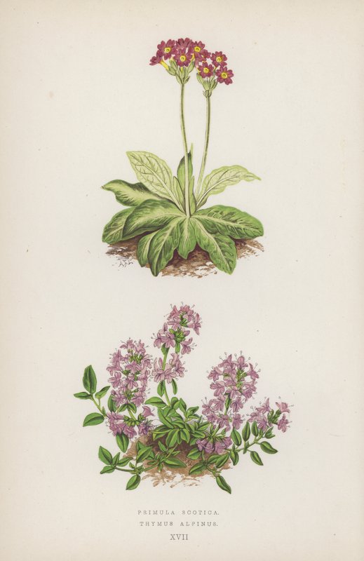 Primula Scotica; Thymus Alpinus (kolorowa litografia) autorstwa English School