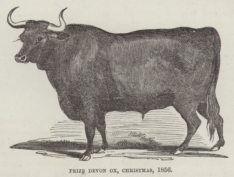 Nagroda Devon ox, Boże Narodzenie autorstwa English School