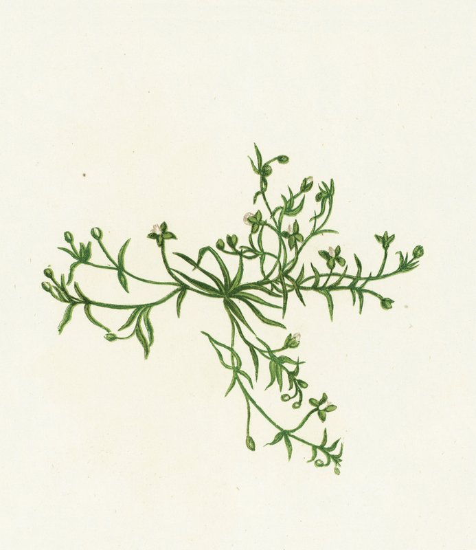 Procumbent Pearl-Wort, Sagina Procumbens autorstwa English School