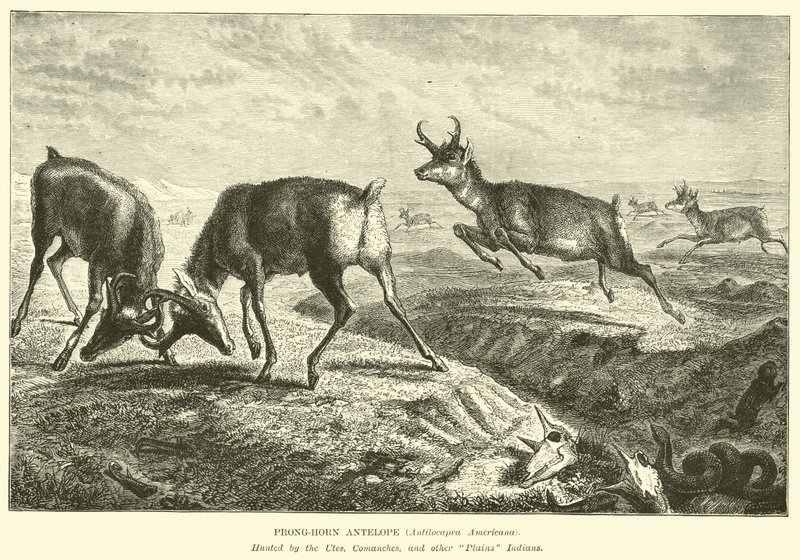 Antylopa rogowa, Antilocapra Americana autorstwa English School