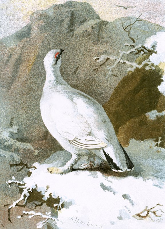 Ptarmigan autorstwa English School