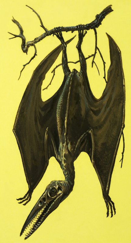 Pterodaktyl autorstwa English School