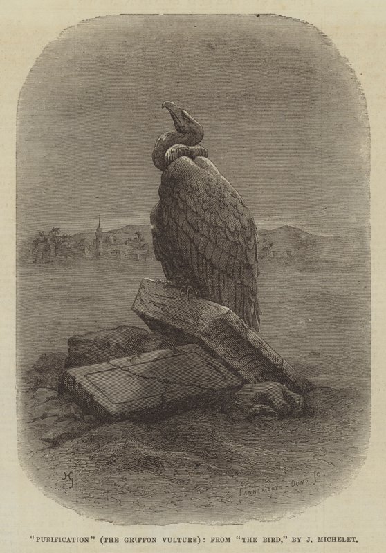 „Purification” (Sęp płowy), z „Ptak” J Micheleta (rycina) autorstwa English School