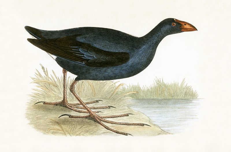 Purple Waterhen, ilustracja z „Historii ptaków Europy nieobserwowanej na wyspach brytyjskich” Charlesa Roberta Bree (1811-86), opublikowana w 1867 r. autorstwa English School