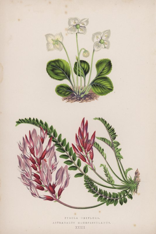 Pyrola jednokwiatowa; Astragalus Monspessulanus (kolor lito) autorstwa English School