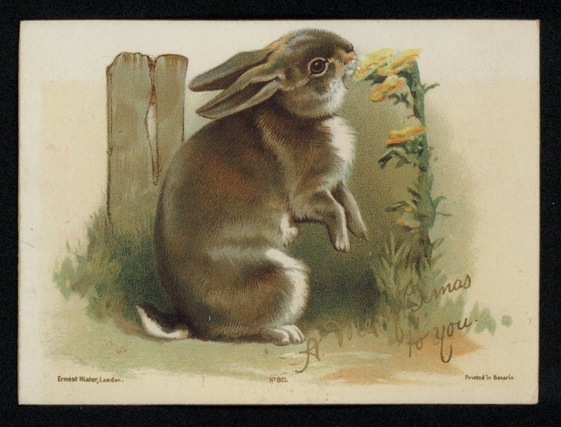 Królik jedzenie żółte kwiaty, życzenia świąteczne. (chromolit) autorstwa English School