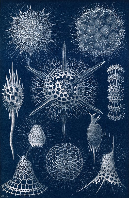 Radiolarians autorstwa English School