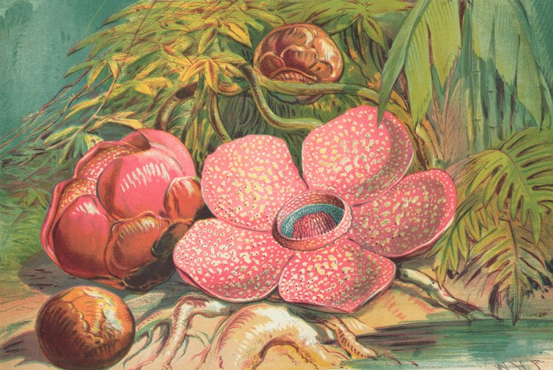 Rafflesia Arnoldii, gigantyczny kwiat lasów deszczowych Sumatry autorstwa English School