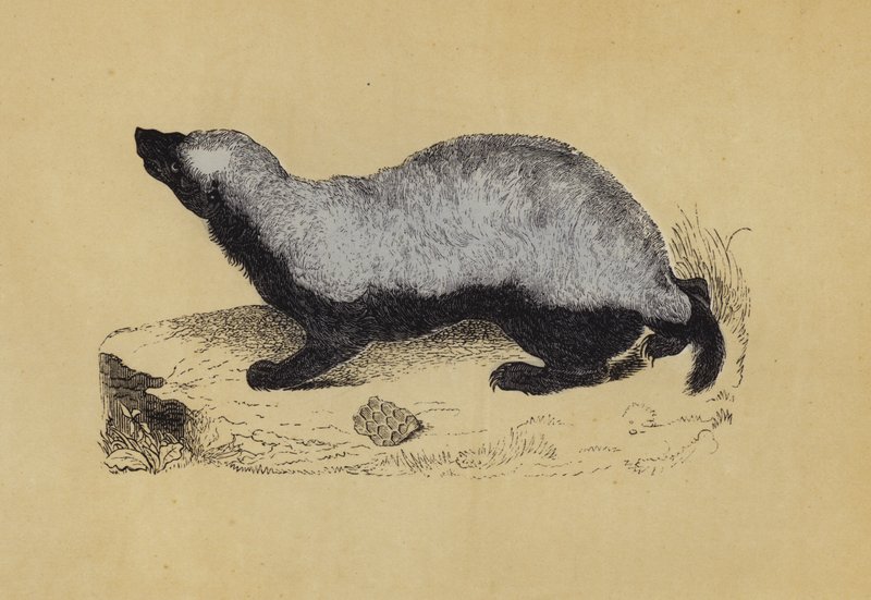 Ratel (litografia kolorowa) autorstwa English School