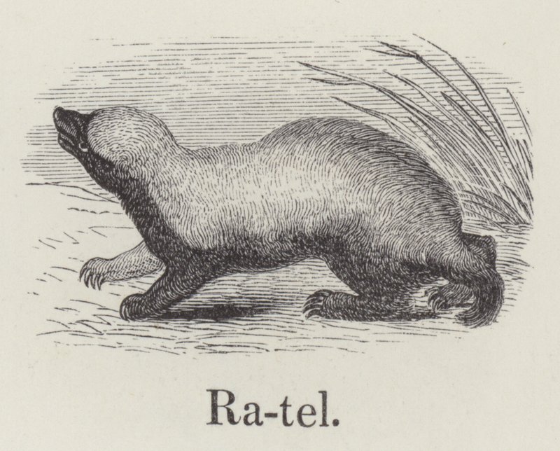 Ratel (grawerunek) autorstwa English School