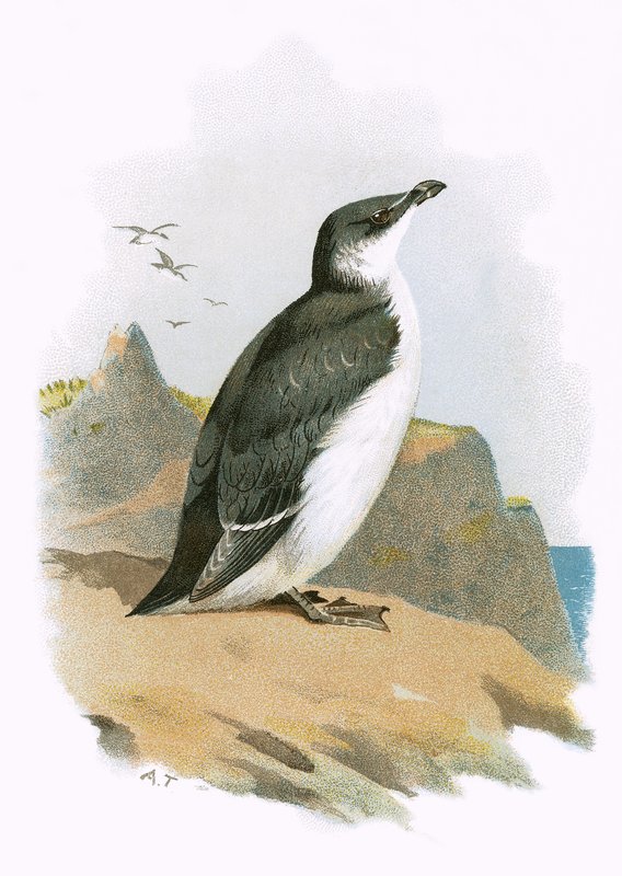 Razorbill autorstwa English School