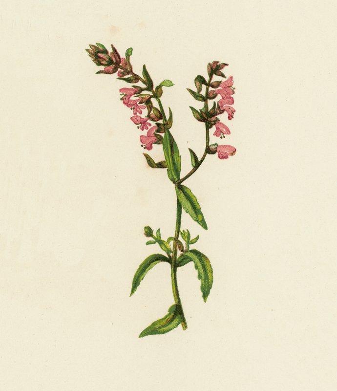 Bartsia czerwona, Bartsia odontites (litografia barwna) autorstwa English School