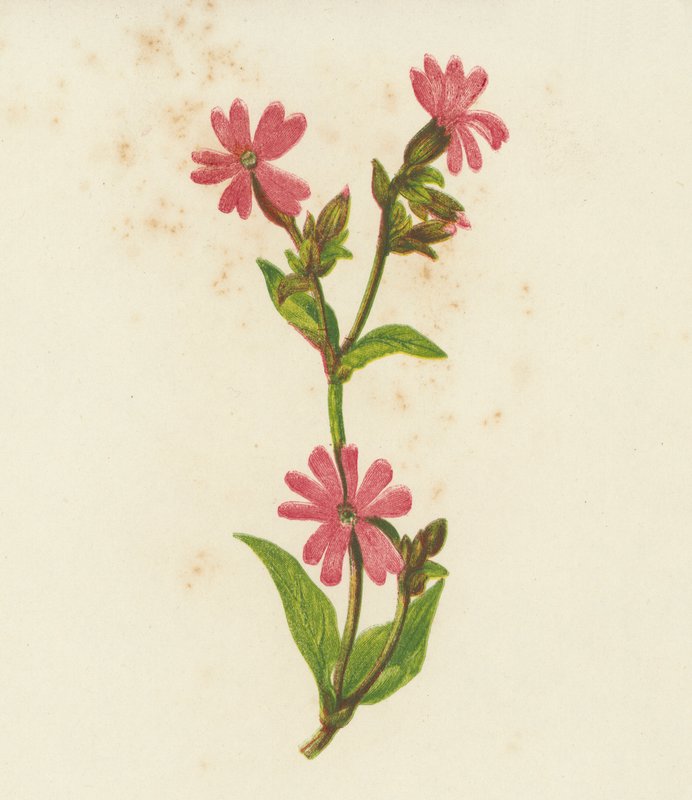 Red Campion, Lychnis Dioica (kolorowa litografia) autorstwa English School
