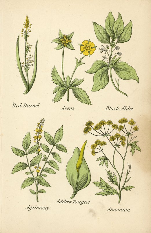Red Darnel, Avens, Black Alder, Agrimony, Adders Tongue, Amomum (kolorowa litografia) autorstwa English School