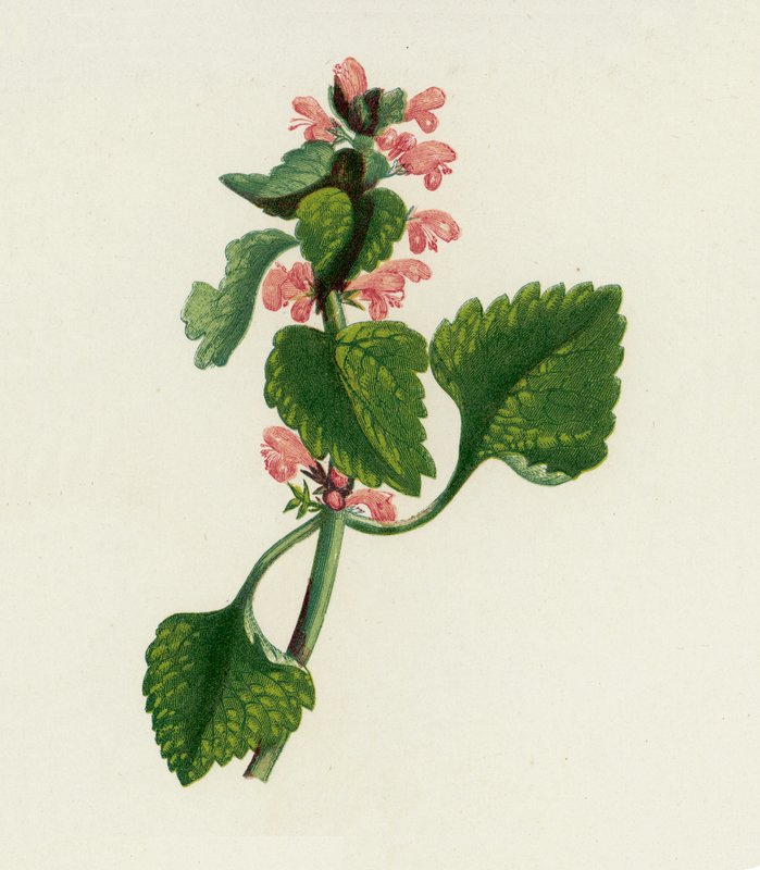 Czerwona martwa pokrzywa, Lamium Purpureum (kolorowa litografia) autorstwa English School