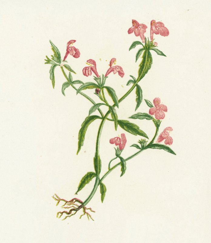 pokrzywa zwyczajna, galeopsis ladanum autorstwa English School