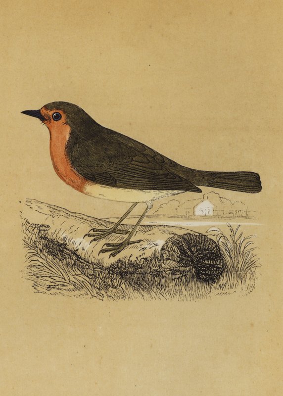 Redbreast (kolorowa litografia) autorstwa English School