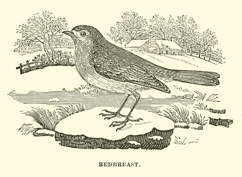 Redbreast (grawerunek) autorstwa English School