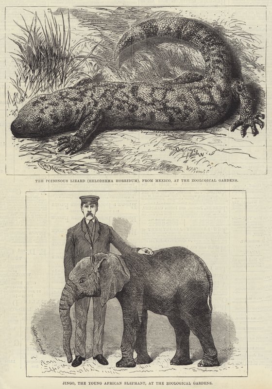 Mieszkańcy londyńskiego zoo (grafika) autorstwa English School