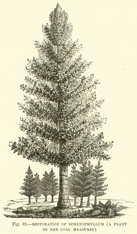 Renowacja Sphenophyllum, zakładu Miary Węglowej autorstwa English School