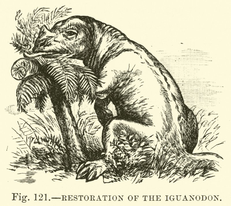 Przywrócenie Iguanodon autorstwa English School