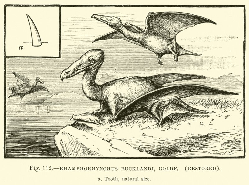 Rhamphorhynchus Bucklandi, Goldf, odrestaurowany autorstwa English School
