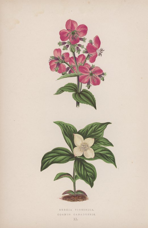 Rhexia Virginica; Cornus Canadensis (kolorowa litografia) autorstwa English School