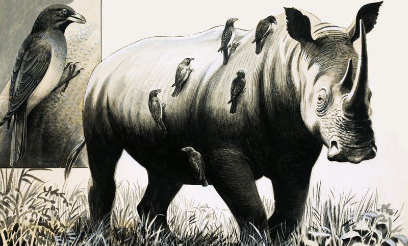 Nosorożec i ptak Oxpecker autorstwa English School