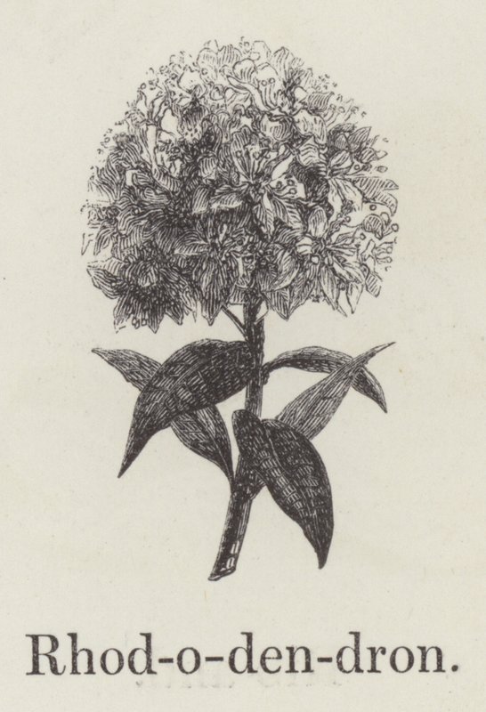 Rododendron (grawerowanie) autorstwa English School