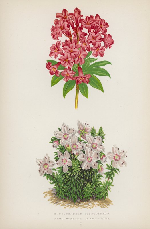 Rhododendron Ferrugineum; Rhododendron Chamaecistus (litografia barwna) autorstwa English School