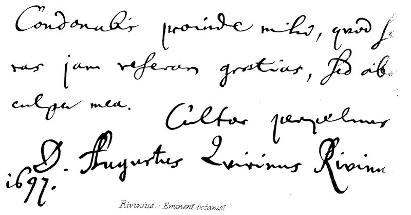 Rivinius (wybitny botanik) autorstwa English School