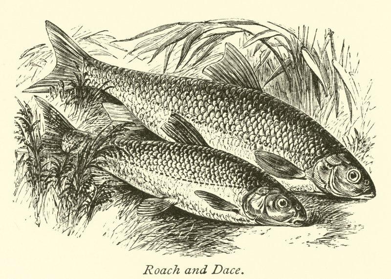 Płoć i Dace autorstwa English School