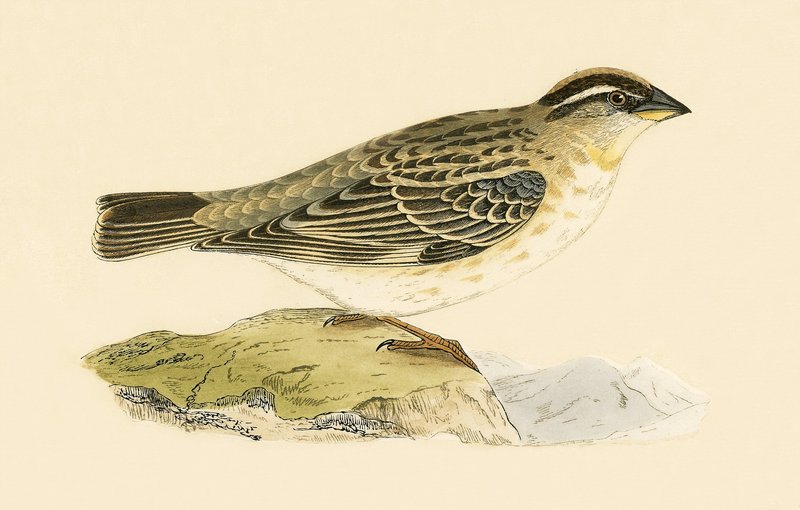 Rock Sparrow، د چارلس رابرټ بری (1811-86) لخوا د 