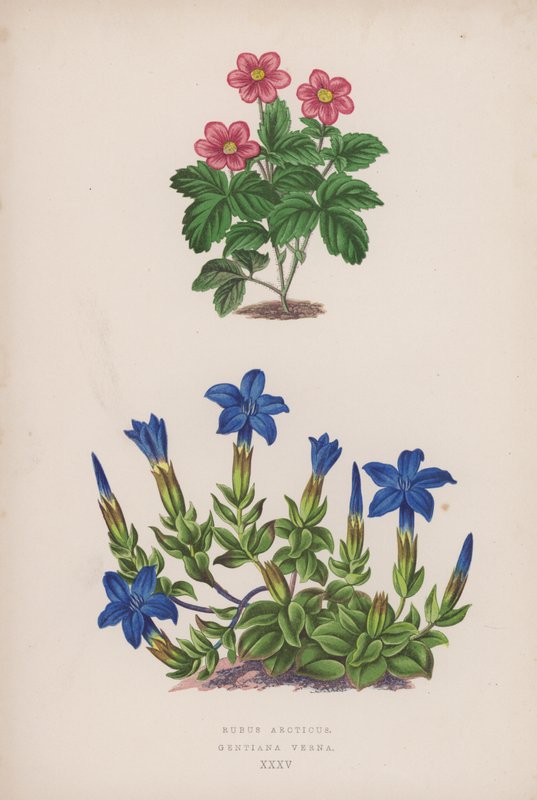 Rubus Arcticus; Gentiana Verna (kolor lito) autorstwa English School