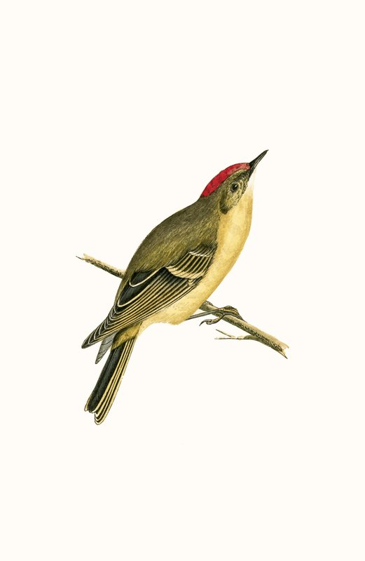 Ruby Crowned Kinglet, ilustracja z „Historii ptaków Europy nieobserwowanych na wyspach brytyjskich” Charlesa Roberta Bree (1811-86), opublikowana w 1867 r. autorstwa English School