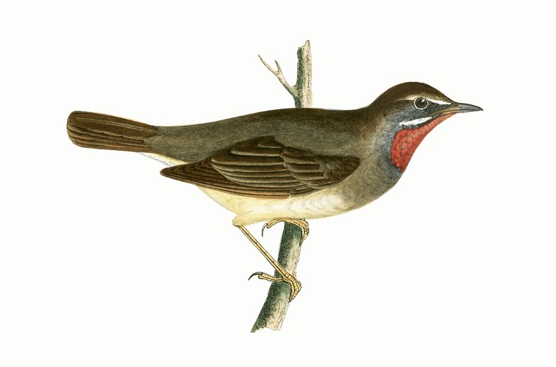 Ruby Throated Warbler, ilustracja z „Historii ptaków Europy nieobserwowanych na wyspach brytyjskich” Charlesa Roberta Bree (1811-86), opublikowana w 1867 r. autorstwa English School