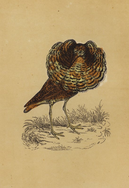 Ruff (druk kolorowy) autorstwa English School