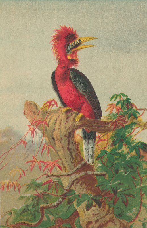 Dzioborożec rdzawoszyi (Buceros nipalensis) autorstwa English School