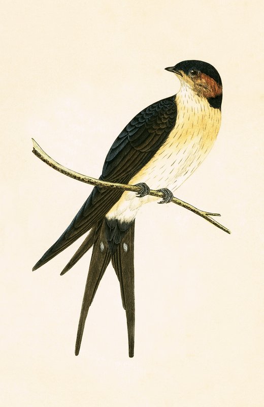 Rufous Swallow, ilustracja z „Historii ptaków Europy nieobserwowanych na wyspach brytyjskich” Charlesa Roberta Bree (1811-86), opublikowana w 1867 r. autorstwa English School